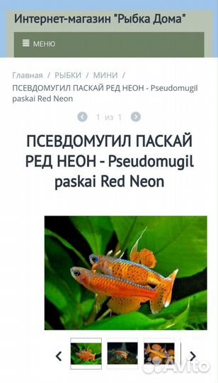 Псевдомугил паскай ред неон - Pseudomugil paskai