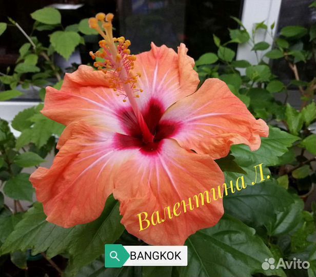 Комнатные гибискусы укорененные черенки