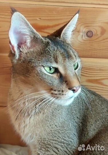 Каракет девочка