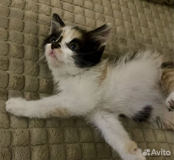 Котенок девочка в добрые руки