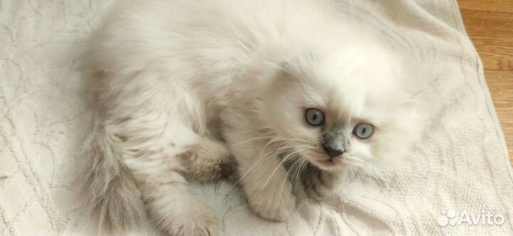 Котята шотландцы вислоухие