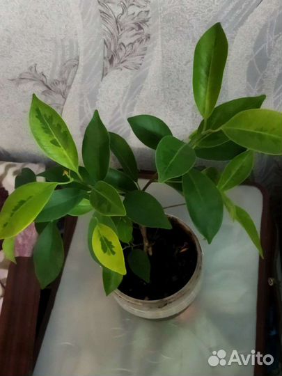 Фикус ретуза