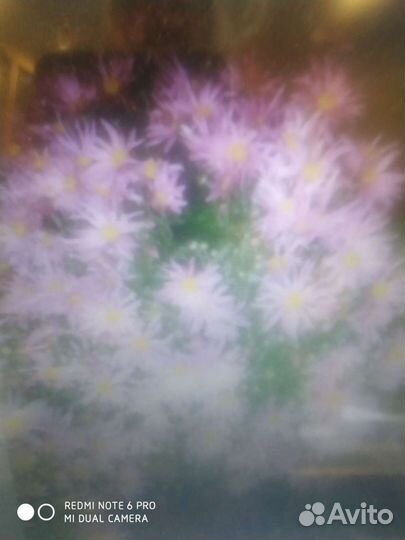 Хризантема шаровидная, сентябринка