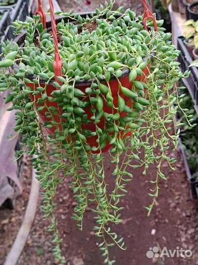 Крестовник Роули и Геррейна Крым