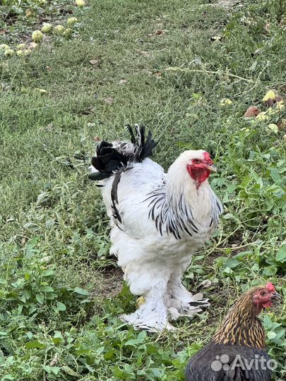 Петух Брама