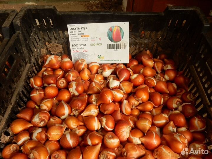 Луковицы тюльпанов