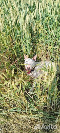 Вязка) Девочка Бультерьер хочет любви и ласки