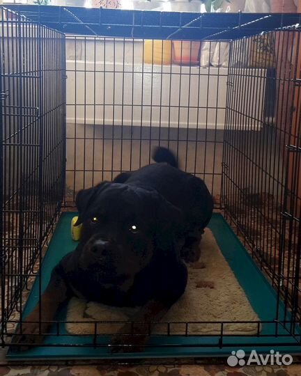 Клетка для собак