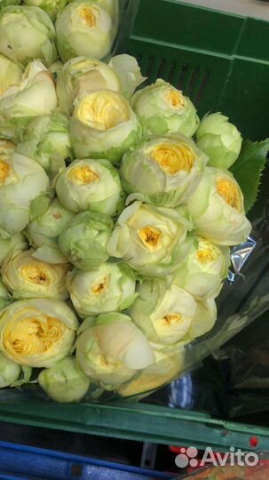 Роза букет корзина коробка Доставка