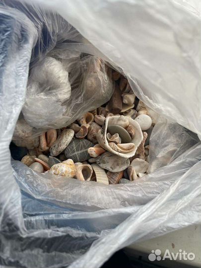 Ракушки для творчества набор