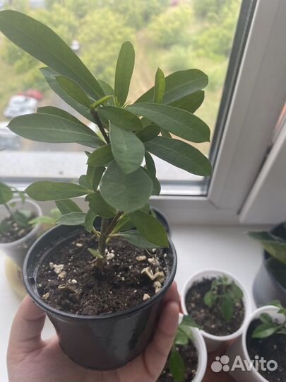 Молочай миля мелкоцветковый белый