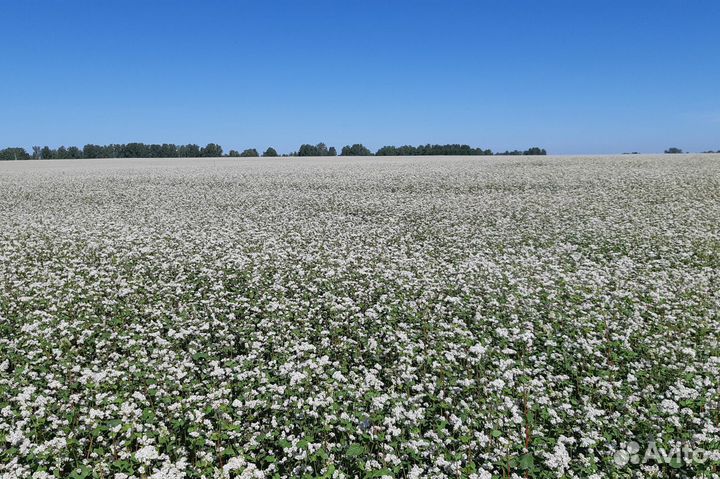 Алтайский гречишный мед (сбор 2023)