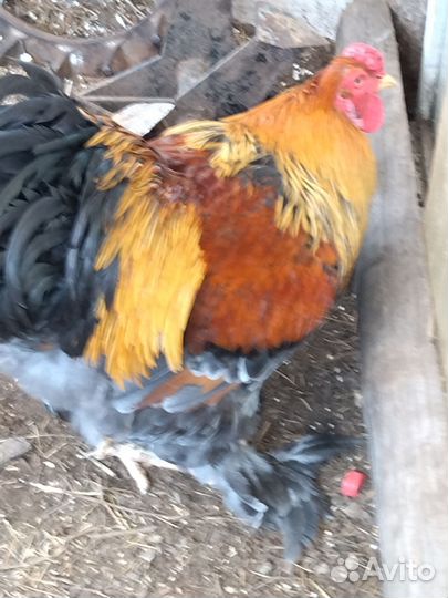 Петух брама