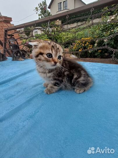 Шотландская