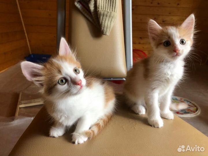 Рыжий котенок девочка