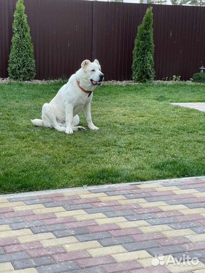 Перевозка животных по России