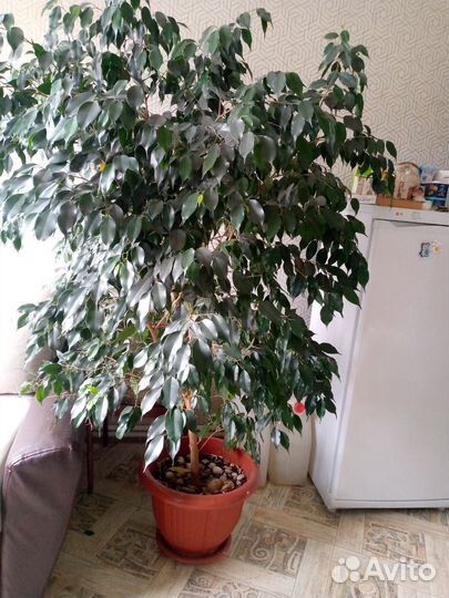 Комнатные цветы