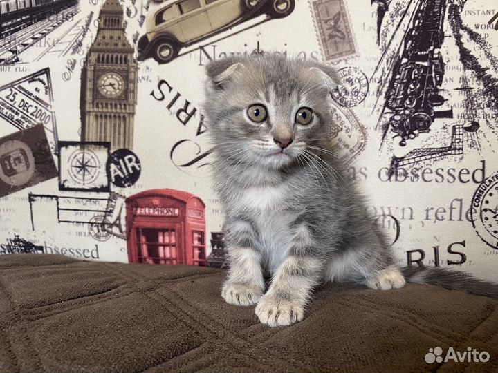 Шотландские котята