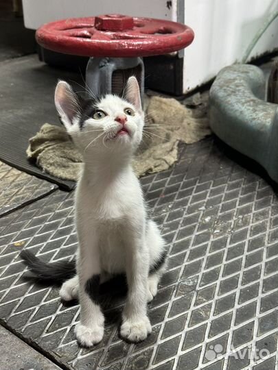 Котенок в добрые руки