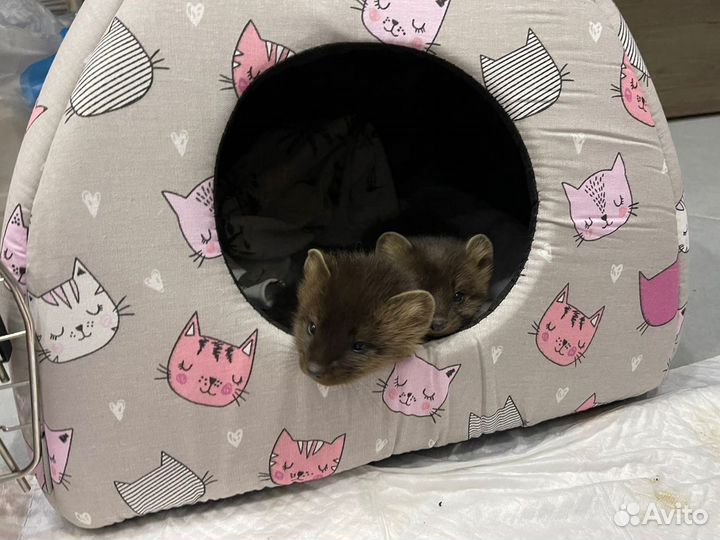 Домашние соболята