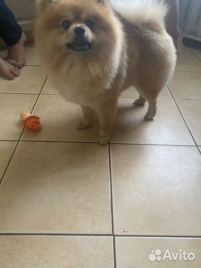 Померанский шпиц вязка