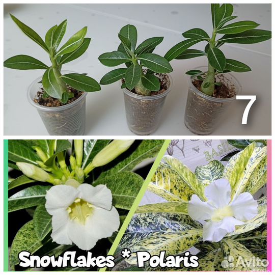 Сортовые адениумы