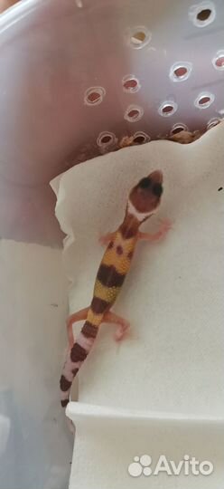 Пятнистый эублефар (Eublepharis Maculari)