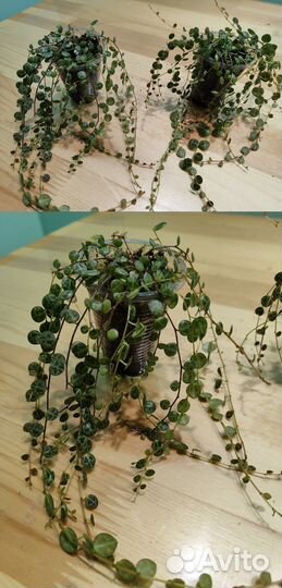 Пеперомия прострата