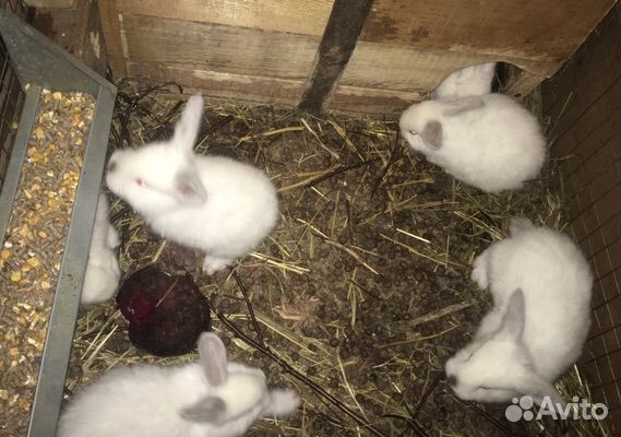 Кролики мясных пород