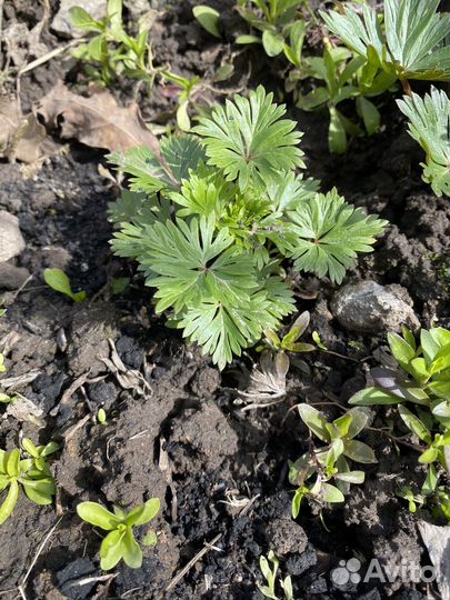 Садовые многолетники.,Мелисса,гвоздика