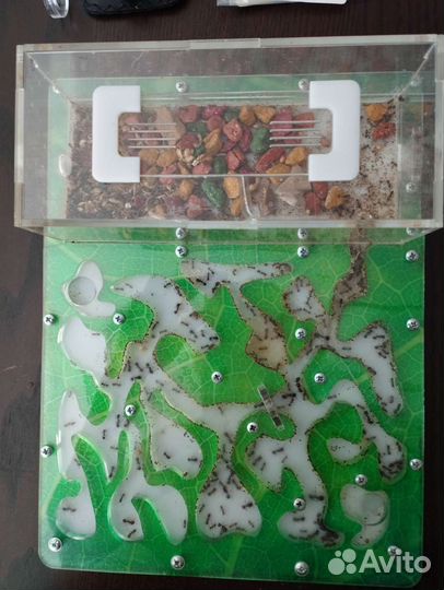 Муравьиная ферма с муравьями