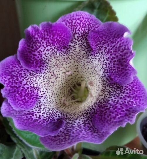 Комнатные цветы Глоксиния