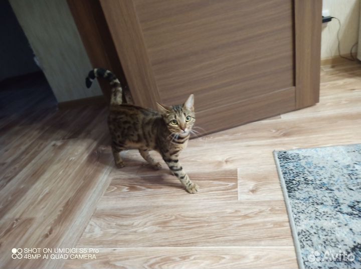 Бенгальская кошка