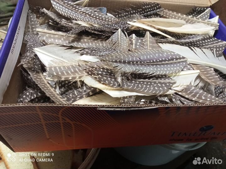 Перья цесарок