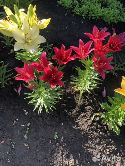 Продам комнатные и многолетние цветы для сада