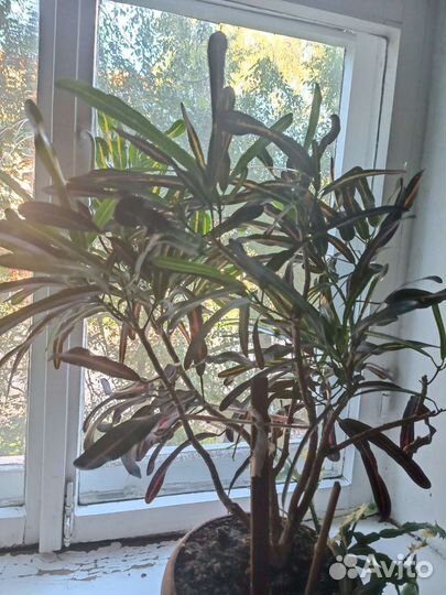 Кодиеум кротон