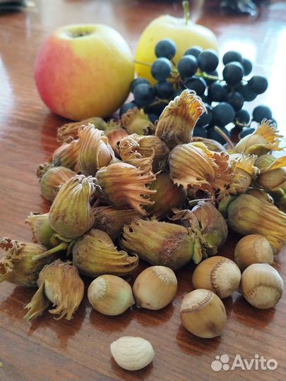 Фундук сорта опт и розница