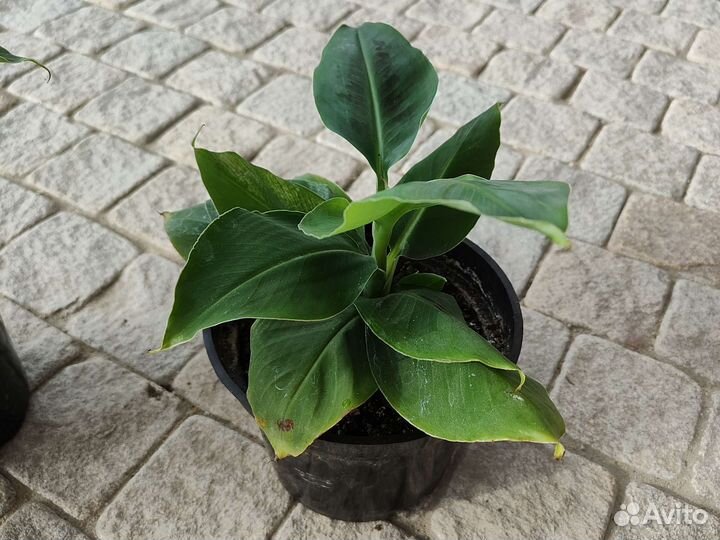 Банан Киевский карлик