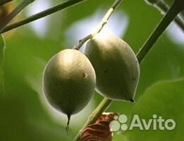 Маньчжурский орех, саженцы, выросли в Ленобласти