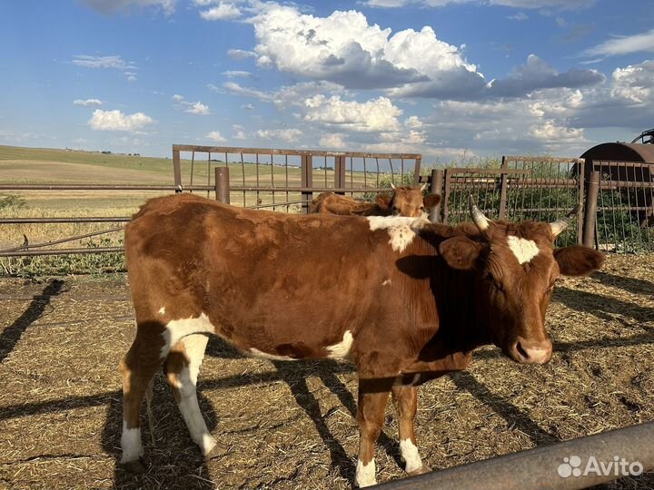 Бычки телки