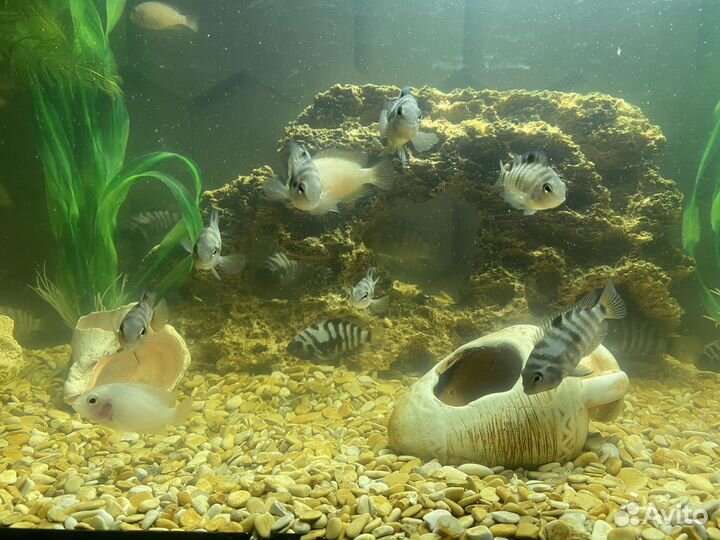 Чернополосая цихлозома