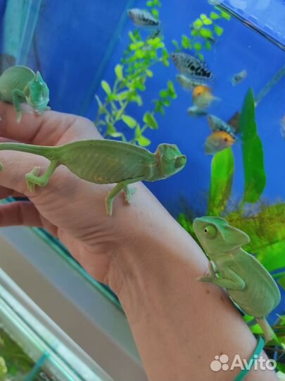 Хамелеоны, мальчики и девочки, террариумы