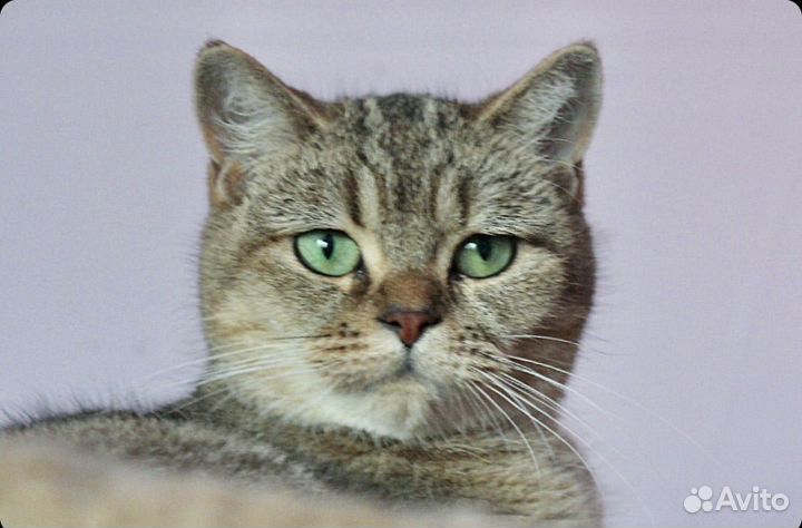 Золотая девочка