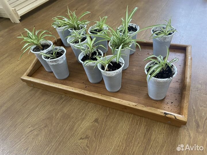 Хлорофитум