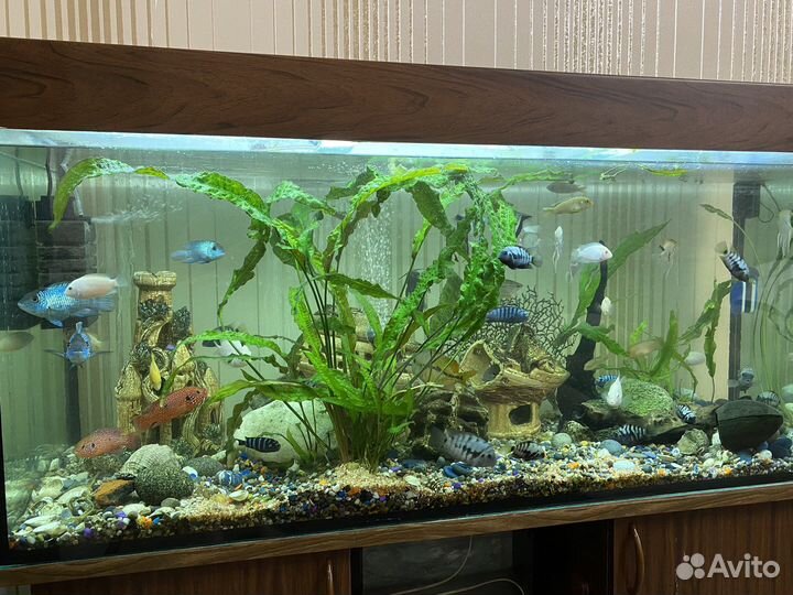 Аквариум 320 литров со всем содержимым