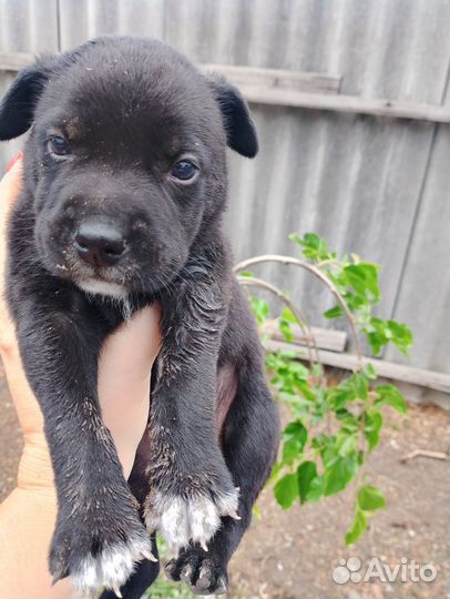 Собаки бесплатно в добрые руки