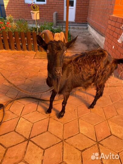 Две козы дойной + козленок