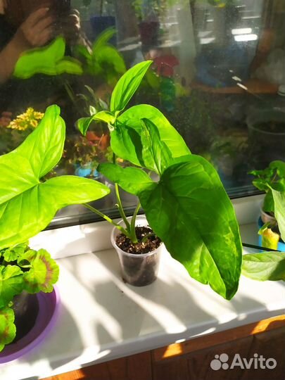 Комнатные растения