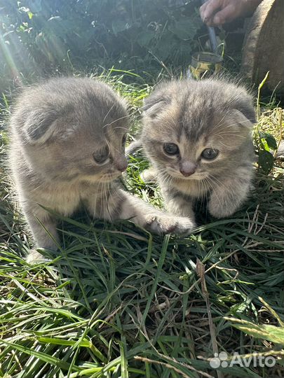 Котеноки Скоттиш-фолд шотландские веслоухие