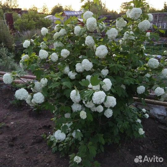 Калина Бульденеж крупномер 160-170 см